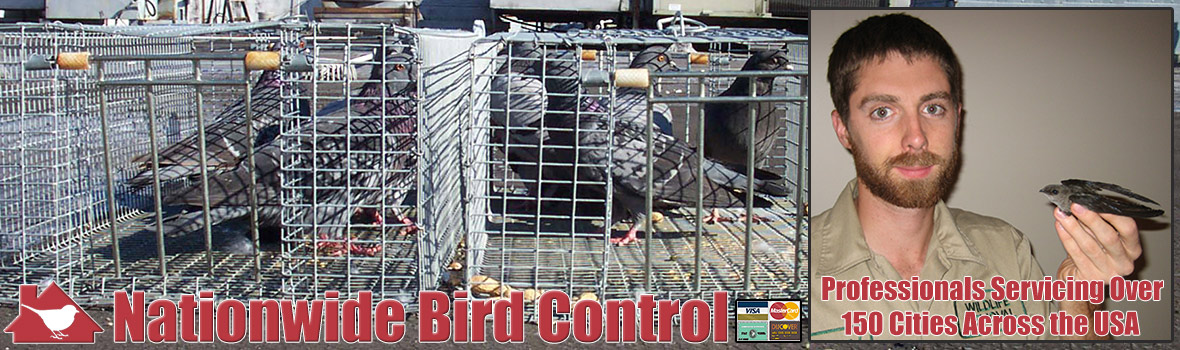 Professional Bird Control Services